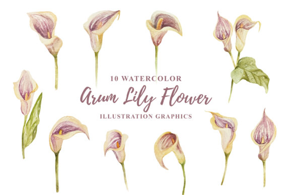 10 Watercolor Arum Lily Flower: A Strategic Asset for Visual Storytelling